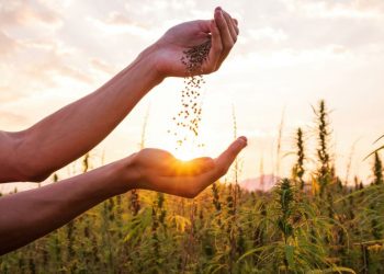 Businessgeschäft mit Hanfanbau: Diese Details sollten beachtet werden